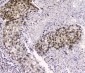 Anti-CRM1 XPO1 Antibody Picoband™ (monoclonal, 5G3)